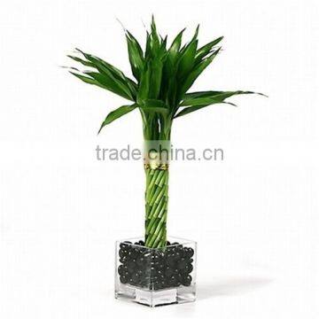 Aquatic Indoor Ornamental Natural Spiral /braided /straight /twist /Tiered Lucky Bamboo