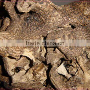IQF Sarcodon aspratus msuhroom