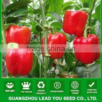 NSP08 Dahong F1 hybrid sweet pepper seeds prices bell pepper