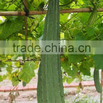 Angled Seeds photo-1