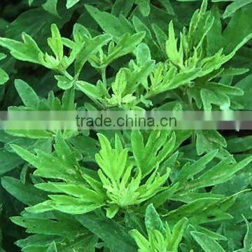 Hot SaleSolvent Extraction Oil Equipment photo-5