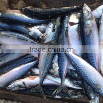 BQF 200-300g Whole Round Seafrozen Pacific Mackerel photo-3