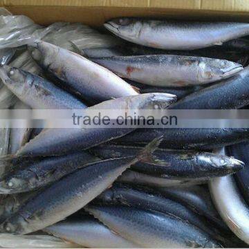 New Landing Frozen HGT Frozen Fresh Fish Pacific Mackerel for Can Company photo-4