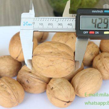 2020 The Best All Type New Crop Walnut Inshell photo-3