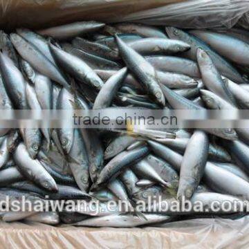 Frozen Pacific Mackerel for Sale With Size - 80g photo-6