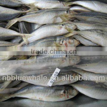 Horse Mackerel