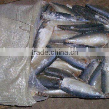 Ship frozen Mackerel HGT