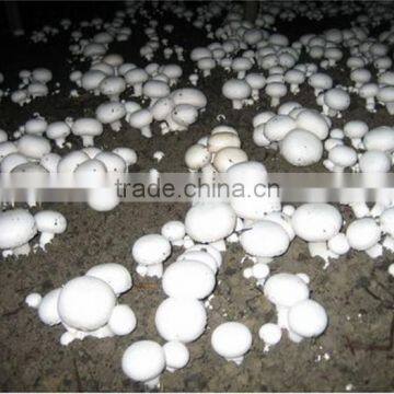 agaricus bisporus extract / portobello mushroom extract / button mushroom extract
