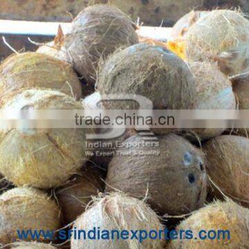 Fresh Mature Brown Coconut semi husk