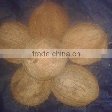Husked Coconuts photo-2