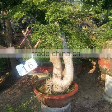 Sale Ulmus Pumila for Outdoor Planting photo-3