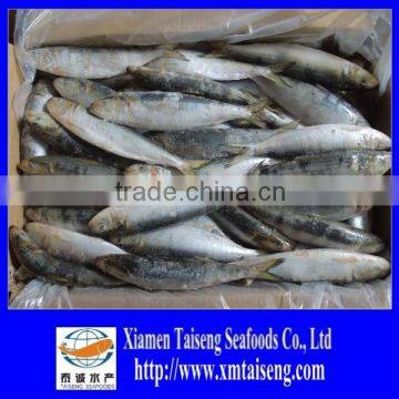 Frozen Sardine Fish For Bait On Sale