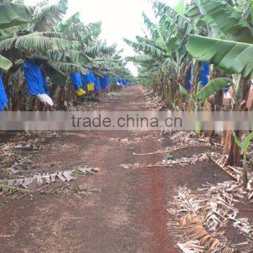 Plastic Bags for Bananas