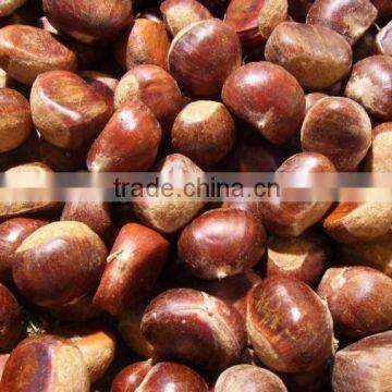 IQF shelled chestnut