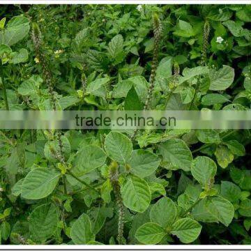 Prickly Chaff Tree powder