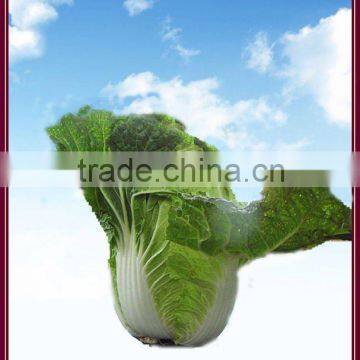 SHANDONG FRESH CABBAGE (NEW CROP)