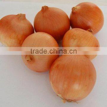 2016 New Crop Fresh Chinese Yellow Onion