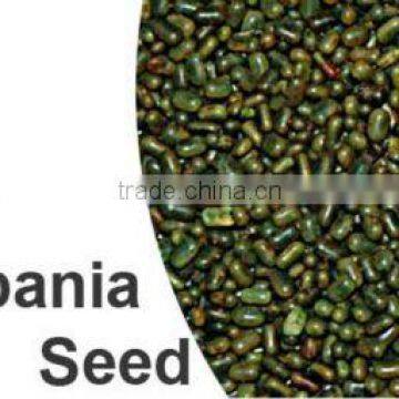 Grade A1 Sesbania Seeds