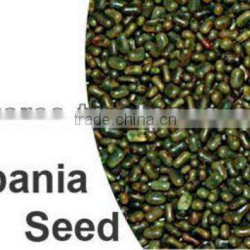 Pakistan Best Quality Sesbania Seeds