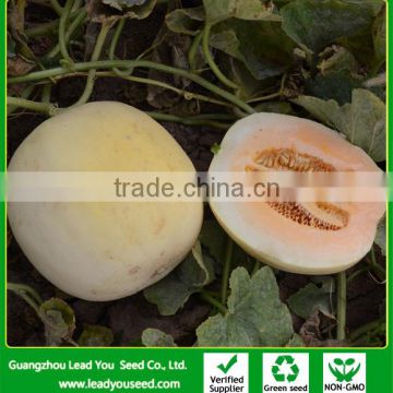 SM06 Huatianhong high sugar content hybrid sweet melon seeds, white melon seeds