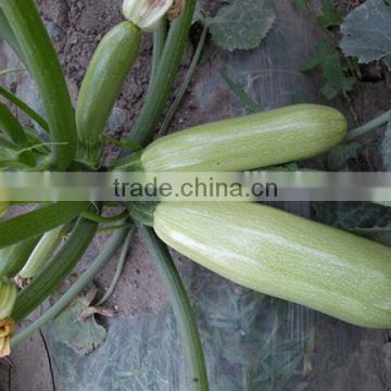 MSQ011 Leshi peak green early maturity zuccini seeds, hybrid squash seeds f1