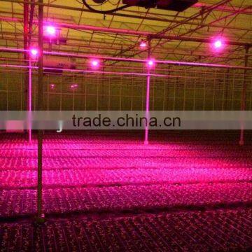 High Power 18W Cob LED Grow Light From Shenzhen Factory photo-5