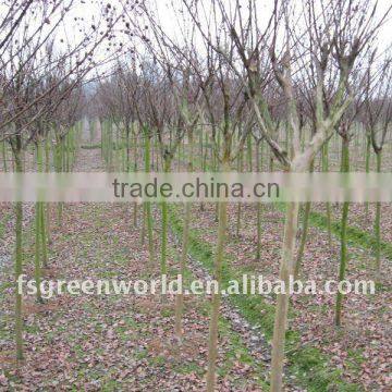 lagerstroemia indica 2-2.5m trunk height