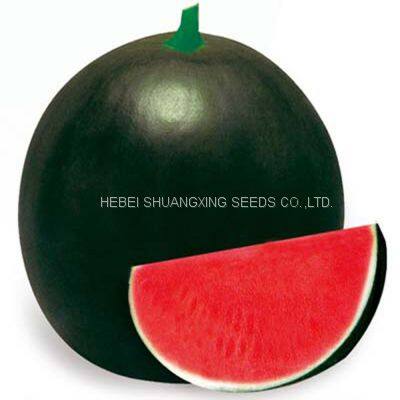 NOFA 3 pure black seedless watermelon seeds for sale