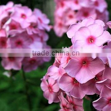 Annual Phlox , Phlox, Flower Seeds , Herb Seed,vegetalbe Seed,fruit Seed,grass Seed photo-6