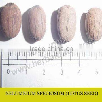 LOTUS SEED WITHOUT SHELL