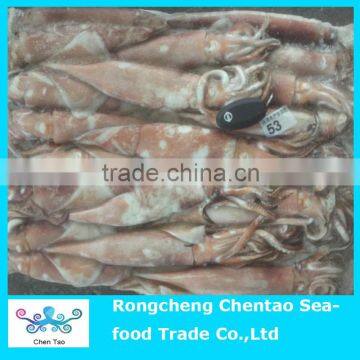 New arrived frozen todarodes squid