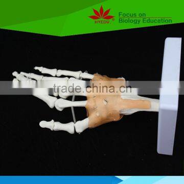 Direct factory supplied human hand skeleton model with ligament