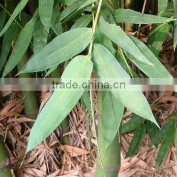 Bamboo Flavonoids 20%