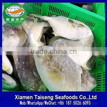 Frozen Golden Pomfret With 600-800g