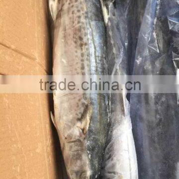 IQF Frozen Fish WR Spanish Mackerel On Hot Selling