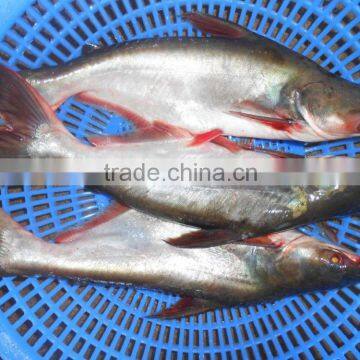 FROZEN PANGASIUS WHOLE ROUND