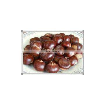 Fresh Chestnut ( 2011 Crop ) -Bes t Quality for Exporting