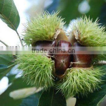 Raw fresh Shandong chestnut to peel to sale