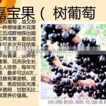 Jaboticaba Seeds Jabuticaba Guapuru Hivapuru Sabara Ybapuru Brazilian Grape Tree Seeds For Growing