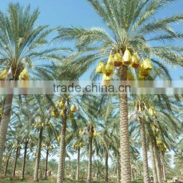 Organic Dates on Branch. Deglet Noor Dates On Branch, Organic Branched Dates 250g Tray photo-4