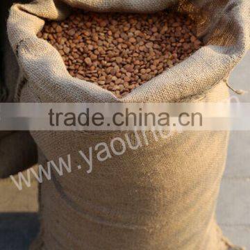 Wholesale Price Apricot Kernels photo-2