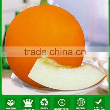 ASM261 Mua very sweet good quality hybrid golden melon seeds