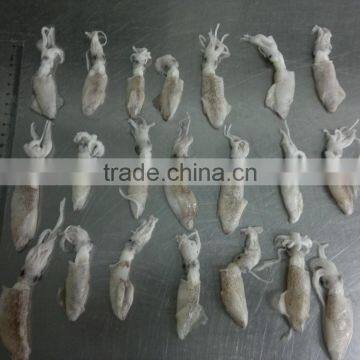 Frozen Chinese Baby Squid Loligo Japonica photo-5