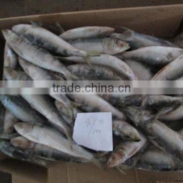 for Canning Good Price Wholesale Block Frozen Sardine photo-3