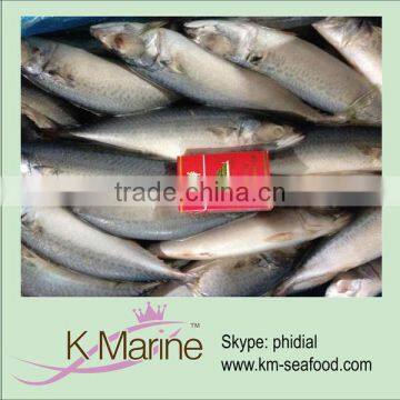 China manufacturers seafood mackerel