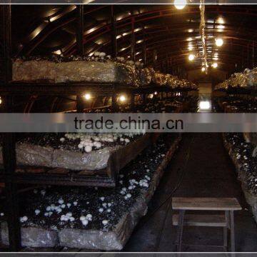 Single Span Plastic Film Mushroom Greenhouse photo-2
