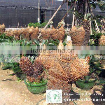 cycas revoluta bare root without leaves