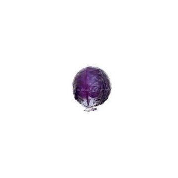 Red Cabbage