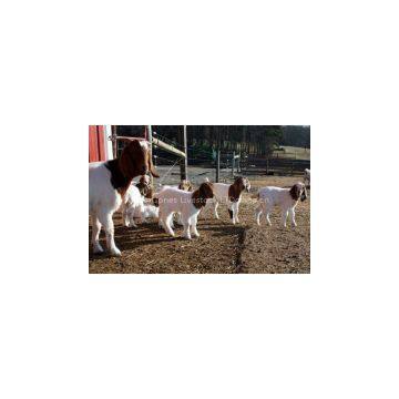 Boer Goat Saanen Pygmy Anglo Nubian Angora Goats