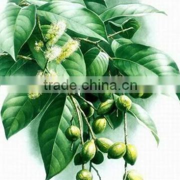 Superior Grade Terminalia bellirica Powder At Your Door Step